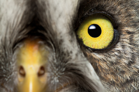 Portrait Of The Great Grey Owl (Strix nebulosa)の写真素材