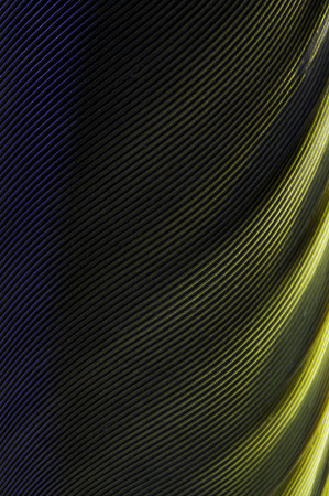 plumage background of bird closeup in the darkの写真素材