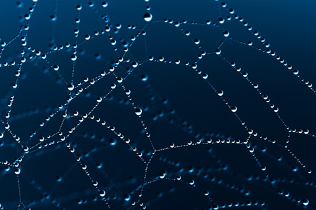 Spider Web close up at night, x-ray effectの写真素材