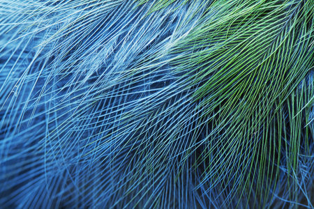 plumage background of bird closeup