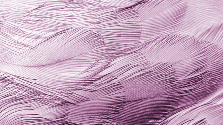 plumage background of bird closeup, x-ray effectの写真素材