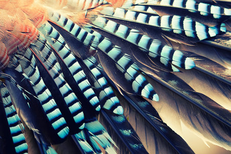 wing of Jay (Garrulus glandarius) close up