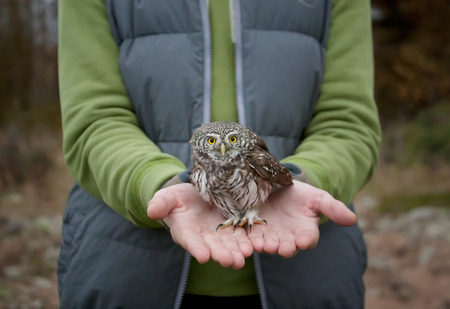 ecology concept - Eurasian pygmy owl (Glaucidium passerinum) in hands of an young womanの写真素材
