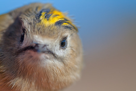 Portrait of the Goldcrest (Regulus regulus)の写真素材