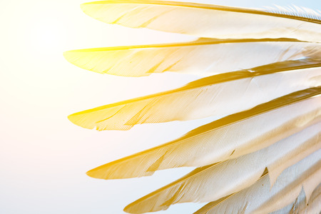 wing of bird against blue skyの写真素材