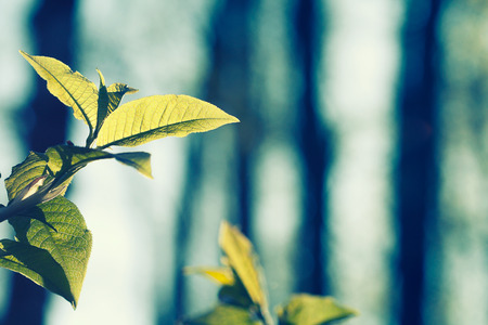 branch of the cherries tree in forestの写真素材