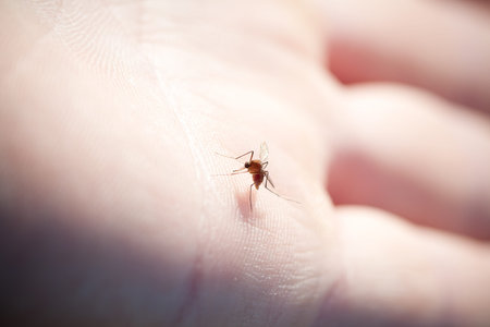 mosquito on a human hand