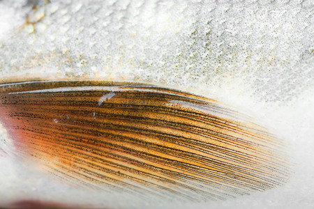 fragment of fish scale with finの写真素材
