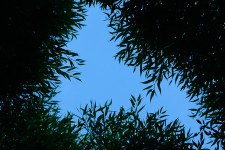 silhouette of leaves against blue skyの写真素材