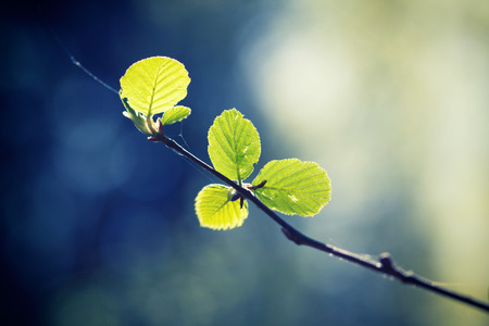 branch of the alder tree in springの写真素材