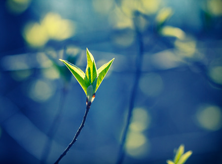 branch of bird-cherry tree in forestの写真素材
