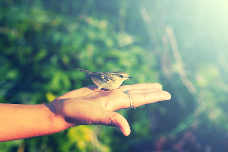 bird on the human hand, ecological concept, retro styleの写真素材