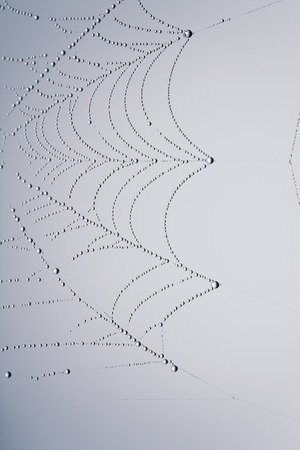 spider web with water drops close up, retro style photographyの写真素材