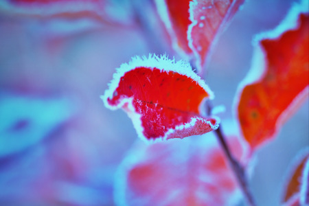 frozen red leaves in autumn, macro photoの写真素材