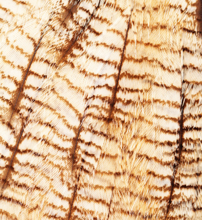 plumage background of eagle-owl closeupの写真素材