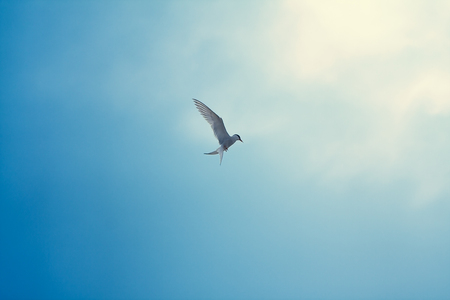 Arctic Tern in the sky, concept of a wind and solar energyの写真素材