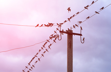 migraiting barn swallows (Hirundo rustica) on wires in the eveningの写真素材
