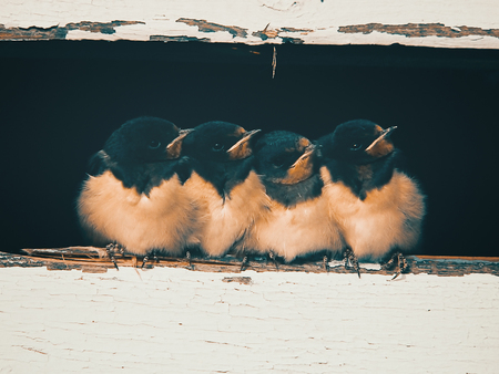 nestlings of barn swallow (Hirundo rustica) sitting in the attic, retro style effectの写真素材