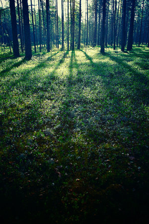 forest - low angle shot in summer