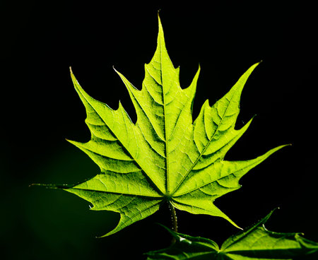 maple leaf close up in the dark