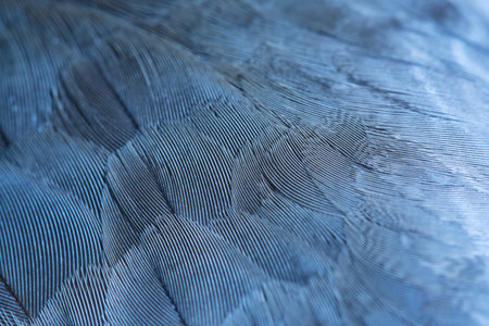 blue plumage background of bird closeupの写真素材