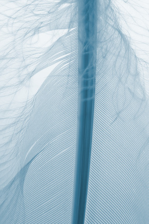 Fragment of feather close up. Blue color tone.の写真素材