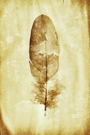 watermark in the form of a feather on the grunge paperの写真素材