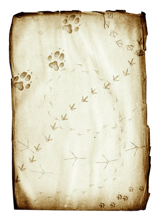 grunge paper sheet with animal footprints isolated on whiteの写真素材