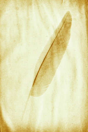 watermark in the form of a feather on the grunge paperの写真素材