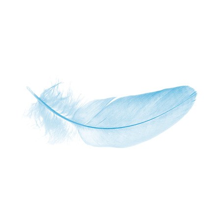 blue feather isolated on a white backgroundの写真素材
