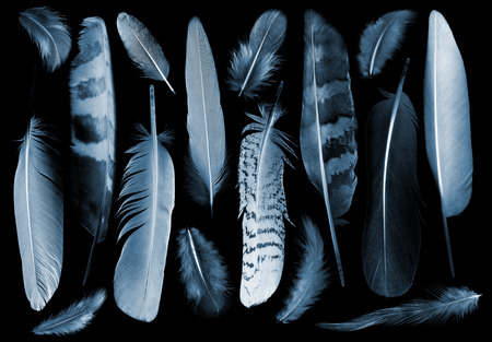 collection feathers of birds, x-ray effect imageの写真素材