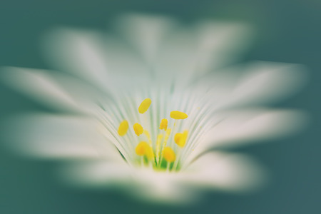 abstract image, blurred photo of a white flower close upの写真素材