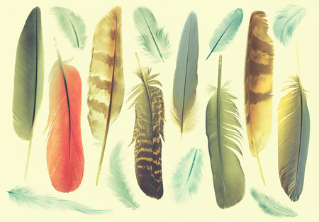 collection feathers of birds, vintage effect imageの写真素材