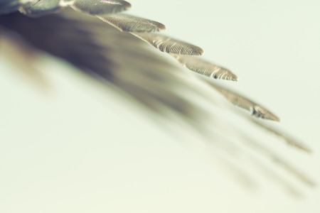 wing of bird against the sky, retro style photoの写真素材