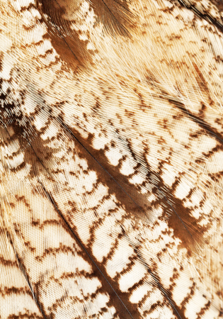 plumage background of eagle-owl closeupの写真素材