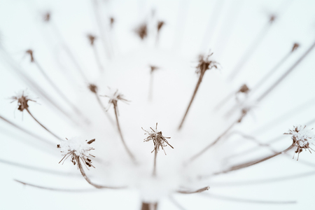 abstract dry flower in winterの写真素材