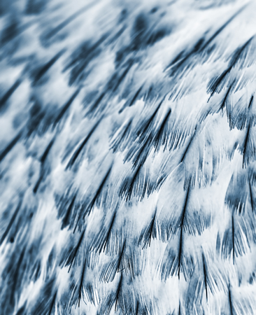 plumage background of bird closeup, x-ray effectの写真素材