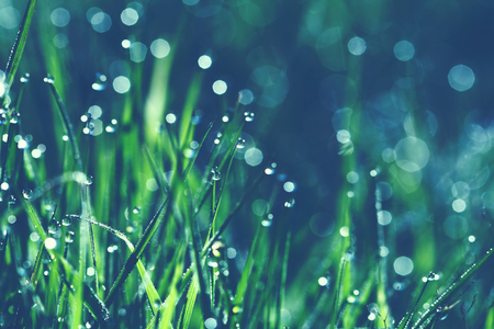 lush green grass in the morning, vintage color toneの写真素材