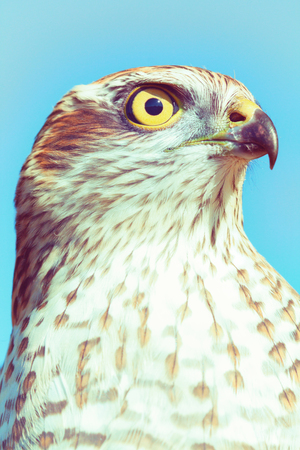 Birds of Europe - Sparrow-hawk (Accipiter nisus), vintage retro effect styleの写真素材