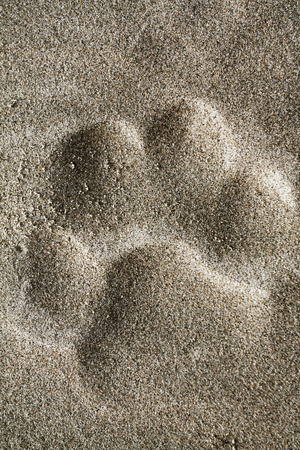 Footprint of the Amur tiger (Panthera tigris altaica) in the sand. This tiger subspecies is a very rare and the biggest among living cats.の写真素材