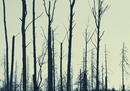 dry trees against the sky, vintage retro style effectの写真素材