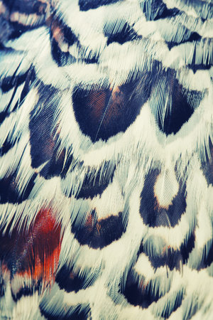 bird plumage background closeup, vintage effectの写真素材