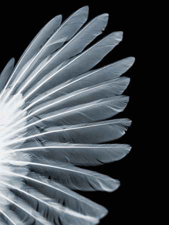 wing of bird close up, x-ray effect photoの写真素材