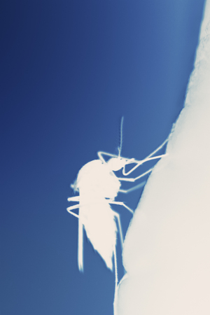 mosquito on the human skin, x-ray effect imageの写真素材