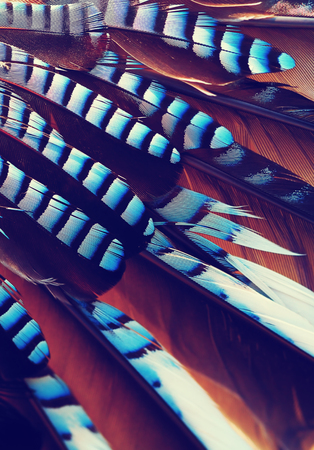 wing background of Jay (Garrulus glandarius) close upの写真素材