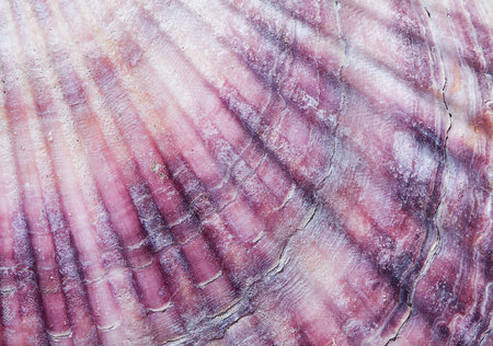 organic texture, sea shell closeup