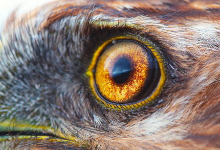 bird eye close-up, macro effect photo of Hen Harrier (Circus cyaneus)の写真素材