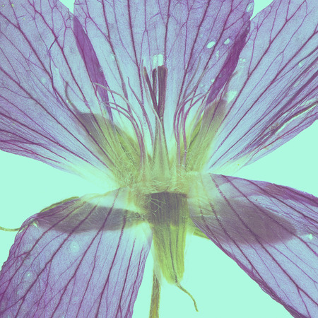 pressed and dried flower on a green backgroundの写真素材