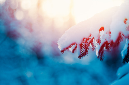 fir tree branch under snow on a sunset in winterの写真素材