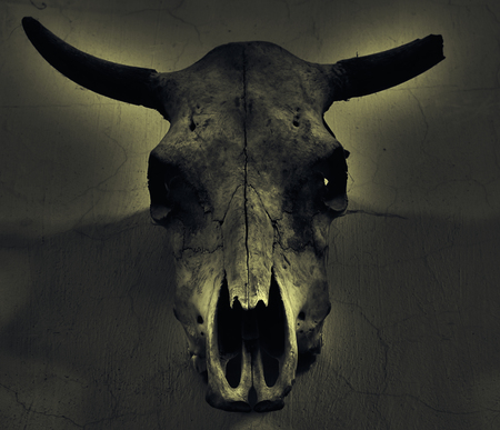 bull scull on the wall in the darkness, retro vintage effect imageの写真素材
